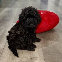 Maple, a female Cavapoo for sale in Phoenix, AZ – Photo 5 of 6