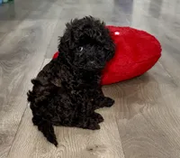 Maple, a female Cavapoo for sale in Phoenix, AZ – Photo 5 of 6