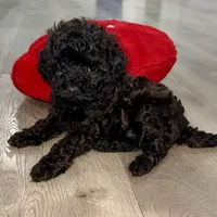 Maple, a female Cavapoo for sale in Phoenix, AZ – Photo 6 of 6