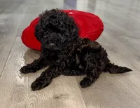 Maple, a female Cavapoo for sale in Phoenix, AZ – Photo 6 of 6