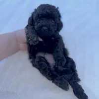 Maple, a female Cavapoo for sale in Phoenix, AZ – Photo 4 of 6