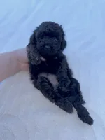 Maple, a female Cavapoo for sale in Phoenix, AZ – Photo 4 of 6