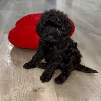 Maple, a female Cavapoo for sale in Phoenix, AZ – Photo 1 of 6