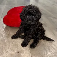 Maple, a female Cavapoo for sale in Phoenix, AZ – Photo 3 of 6