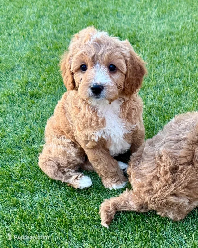 Billy  – Cavapoo puppy for sale in Phoenix, AZ
