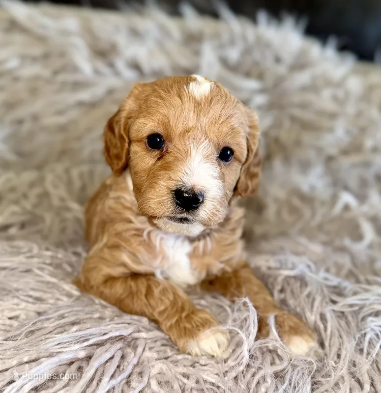 Billy  – Cavapoo puppy for sale in Phoenix, AZ