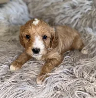 Billy , a male Cavapoo for sale in Phoenix, AZ – Photo 6 of 7