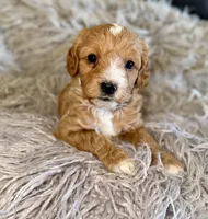 Billy , a male Cavapoo for sale in Phoenix, AZ – Photo 4 of 7