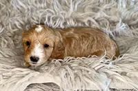 Billy , a male Cavapoo for sale in Phoenix, AZ – Photo 7 of 7