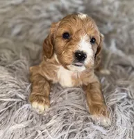 Billy , a male Cavapoo for sale in Phoenix, AZ – Photo 2 of 7