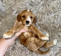 Billy , a male Cavapoo for sale in Phoenix, AZ – Photo 5 of 7
