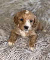 Billy , a male Cavapoo for sale in Phoenix, AZ – Photo 3 of 7