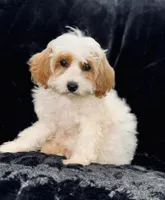 Casper, a male Cavapoo for sale in Phoenix, AZ – Photo 5 of 8
