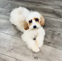 Casper, a male Cavapoo for sale in Phoenix, AZ – Photo 2 of 8