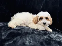 Casper, a male Cavapoo for sale in Phoenix, AZ – Photo 8 of 8