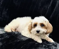Casper, a male Cavapoo for sale in Phoenix, AZ – Photo 6 of 8