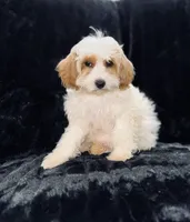 Casper, a male Cavapoo for sale in Phoenix, AZ – Photo 7 of 8