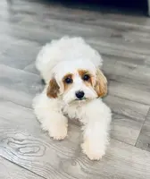 Casper, a male Cavapoo for sale in Phoenix, AZ – Photo 3 of 8