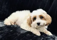 Casper, a male Cavapoo for sale in Phoenix, AZ – Photo 4 of 8