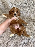 Reagan, a female Cavapoo for sale in Phoenix, AZ – Photo 9 of 10