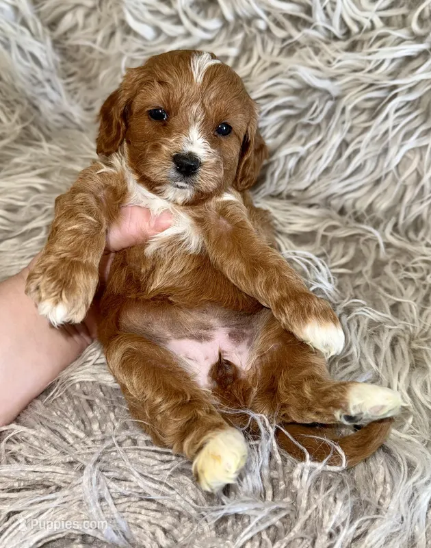 Reagan – Cavapoo puppy for sale in Phoenix, AZ