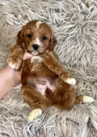 Reagan, a female Cavapoo for sale in Phoenix, AZ – Photo 8 of 10