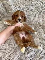 Reagan, a female Cavapoo for sale in Phoenix, AZ – Photo 10 of 10