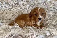 Reagan, a female Cavapoo for sale in Phoenix, AZ – Photo 5 of 10