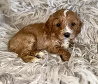 Reagan, a female Cavapoo for sale in Phoenix, AZ – Photo 3 of 10