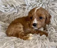Reagan, a female Cavapoo for sale in Phoenix, AZ – Photo 6 of 10