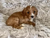 Reagan, a female Cavapoo for sale in Phoenix, AZ – Photo 7 of 10
