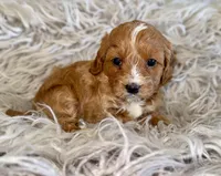 Reagan, a female Cavapoo for sale in Phoenix, AZ – Photo 4 of 10