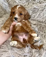 Reagan, a female Cavapoo for sale in Phoenix, AZ – Photo 2 of 10