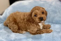 Bella , a female Cavapoo for sale in Phoenix, AZ – Photo 4 of 7