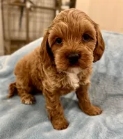 Bella , a female Cavapoo for sale in Phoenix, AZ – Photo 3 of 7