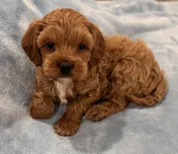 Bella , a female Cavapoo for sale in Phoenix, AZ – Photo 2 of 7