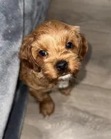 Bella , a female Cavapoo for sale in Phoenix, AZ – Photo 5 of 7