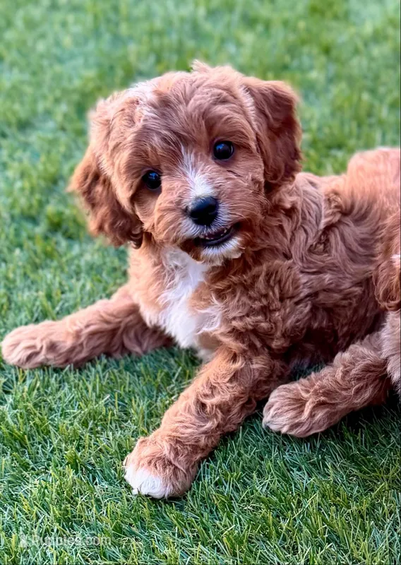 Reagan – Cavapoo puppy for sale in Phoenix, AZ