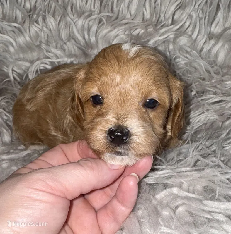 Andy  – Cavapoo puppy for sale in Phoenix, AZ