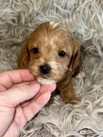 Andy , a male Cavapoo for sale in Phoenix, AZ – Photo 2 of 4