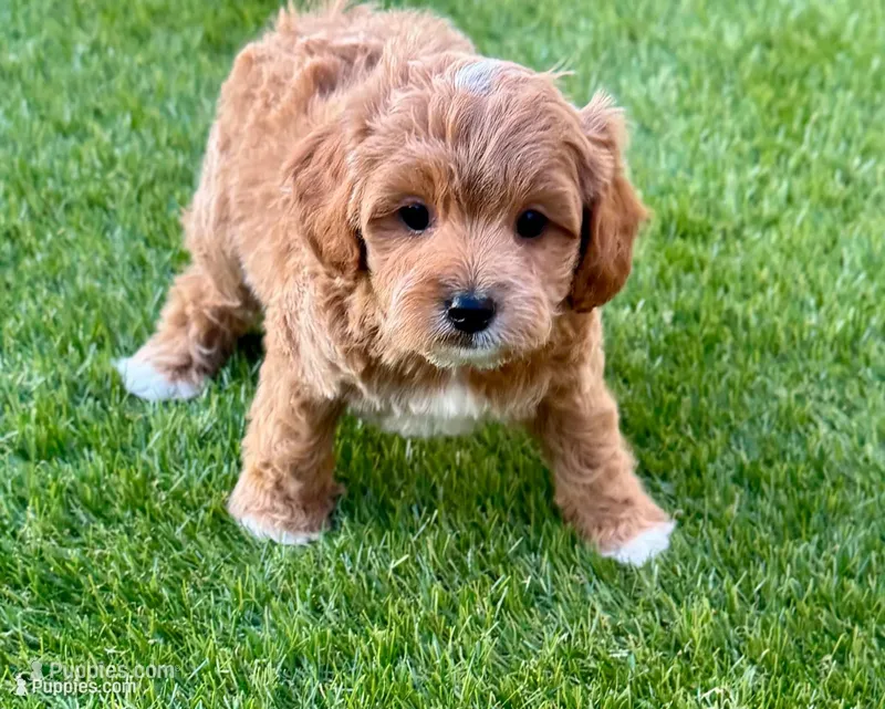Andy  – Cavapoo puppy for sale in Phoenix, AZ