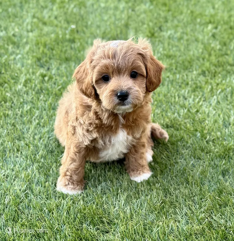 Andy  – Cavapoo puppy for sale in Phoenix, AZ