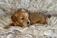 Andy , a male Cavapoo for sale in Phoenix, AZ – Photo 3 of 4