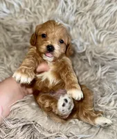 Andy , a male Cavapoo for sale in Phoenix, AZ – Photo 4 of 4