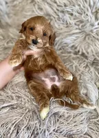 Zoey , a female Cavapoo for sale in Phoenix, AZ – Photo 8 of 10