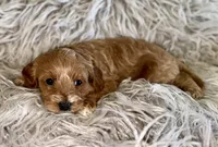 Zoey , a female Cavapoo for sale in Phoenix, AZ – Photo 2 of 10