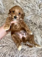 Zoey , a female Cavapoo for sale in Phoenix, AZ – Photo 7 of 10