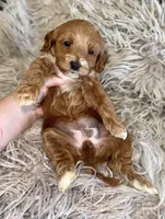 Zoey , a female Cavapoo for sale in Phoenix, AZ – Photo 9 of 10