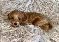 Zoey , a female Cavapoo for sale in Phoenix, AZ – Photo 6 of 10