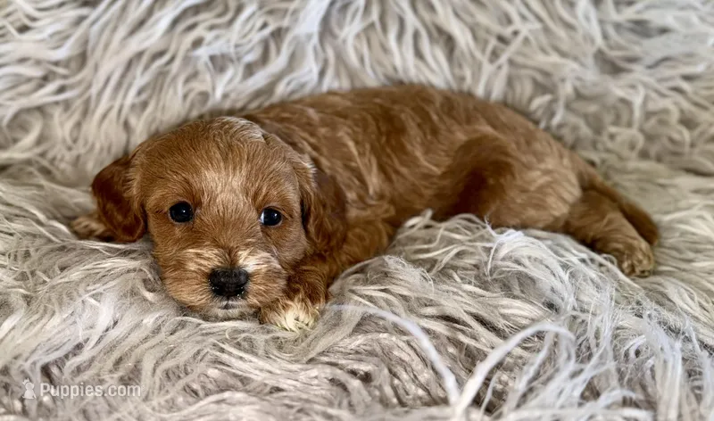 Zoey  – Cavapoo puppy for sale in Phoenix, AZ
